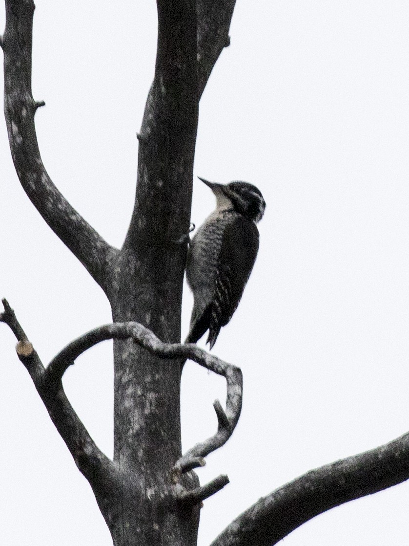 American Three-toed Woodpecker - Bob Martinka