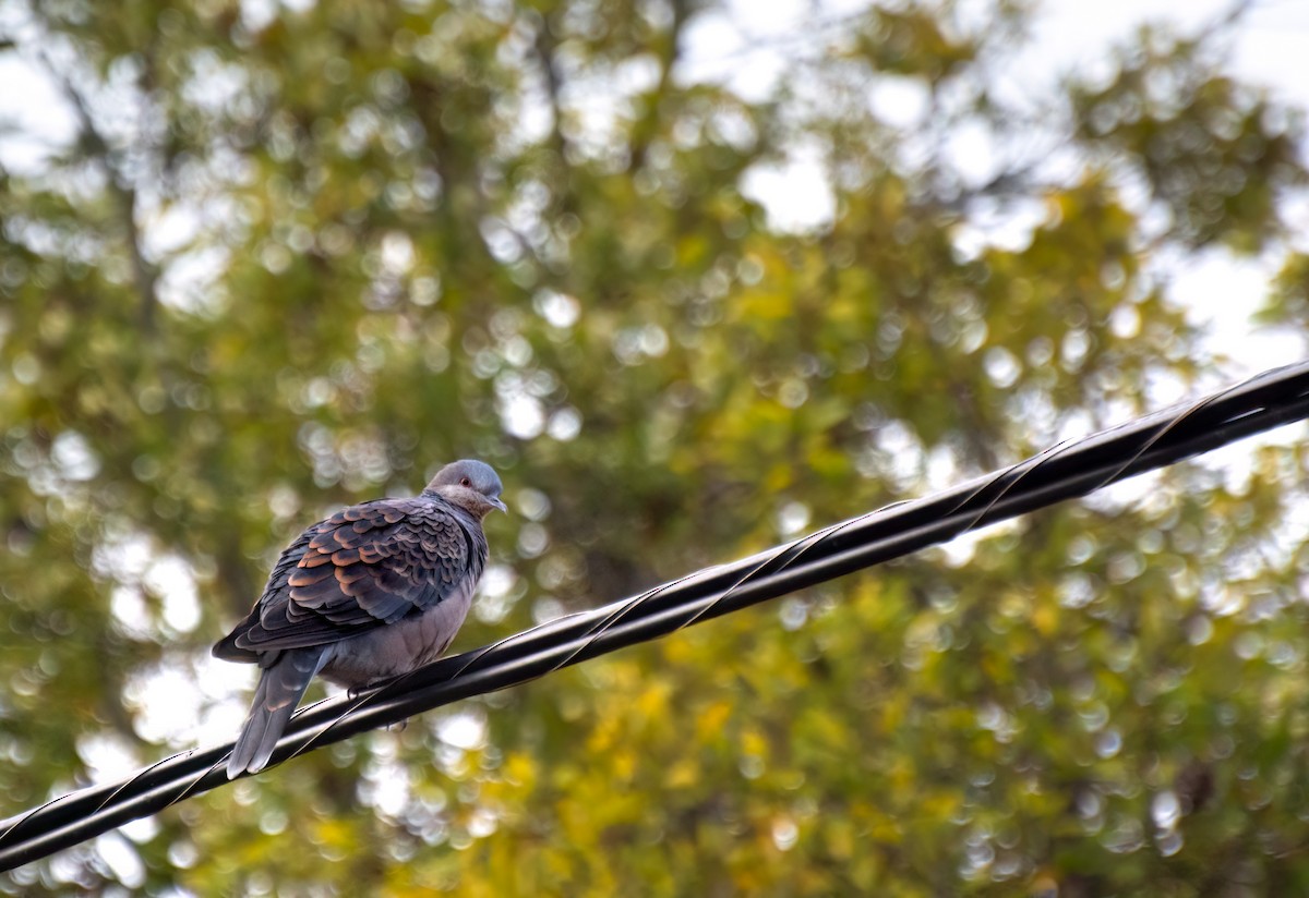 Oriental Turtle-Dove - ML512014531