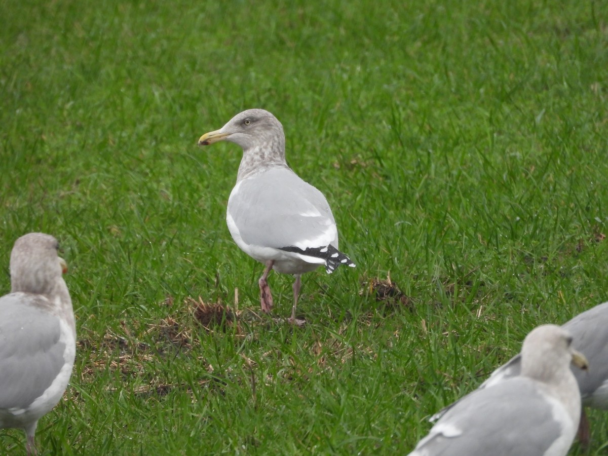 Silbermöwe (Kanadamöwe) - ML512014711