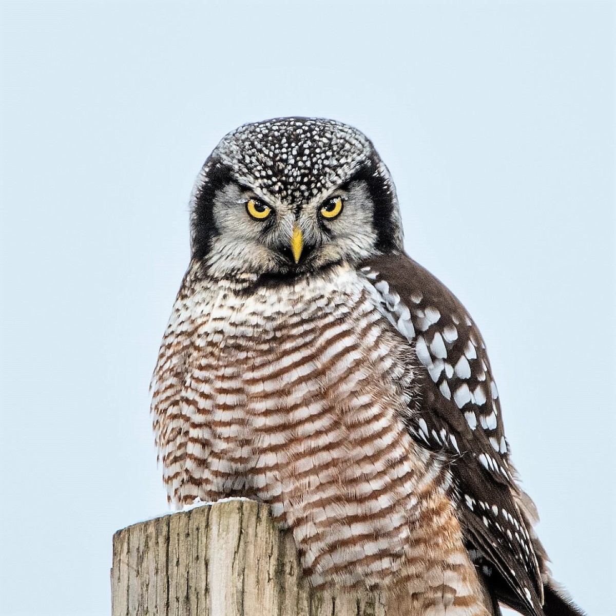 Northern Hawk Owl - ML512014981