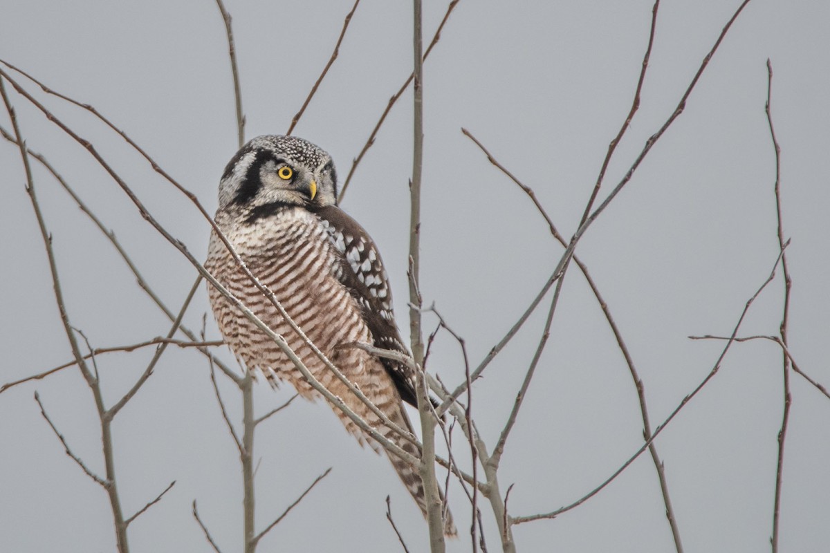 Northern Hawk Owl - ML512015081