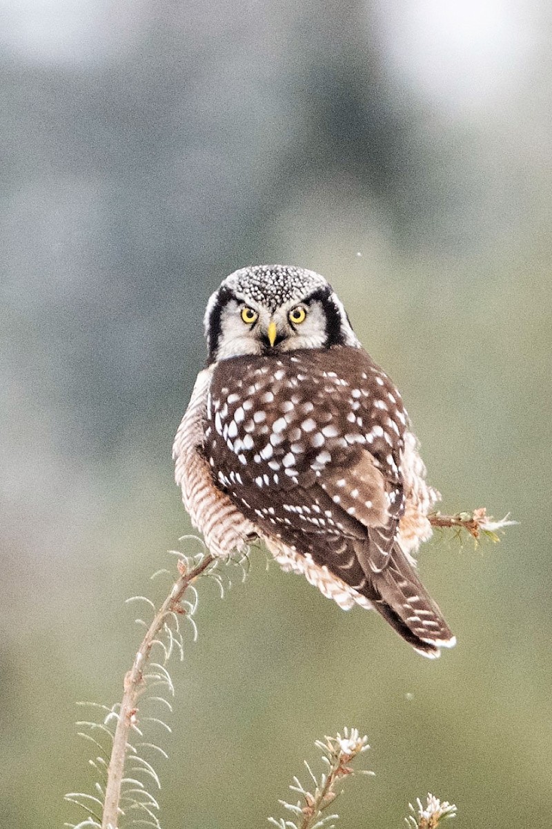 Northern Hawk Owl - ML512015401
