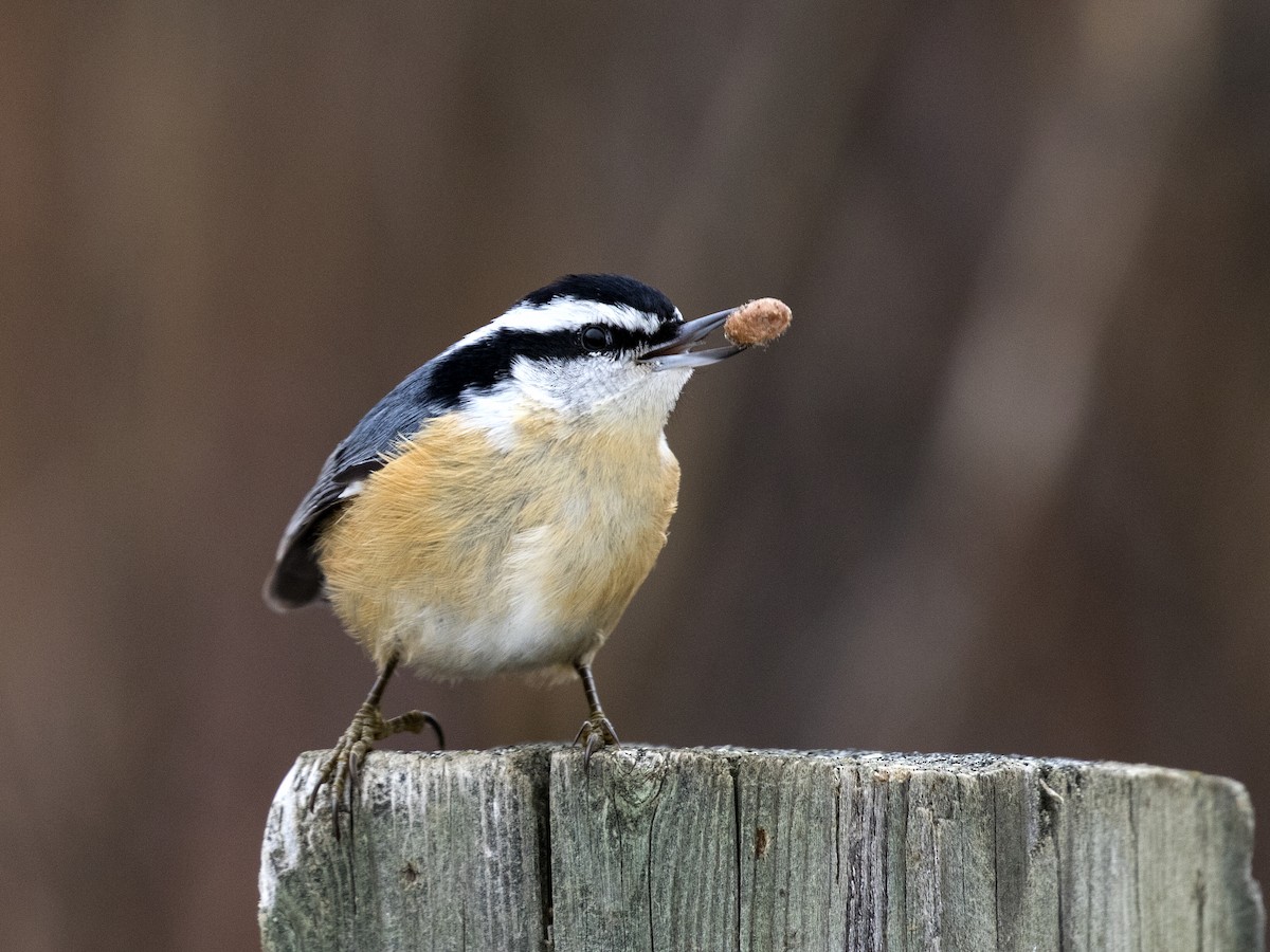 Red-breasted Nuthatch - Bob Martinka