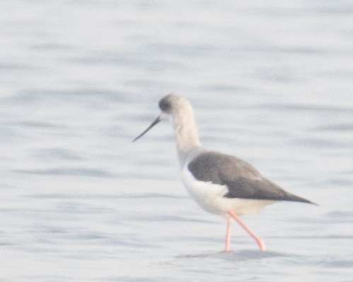 Black-winged Stilt - ML512015821