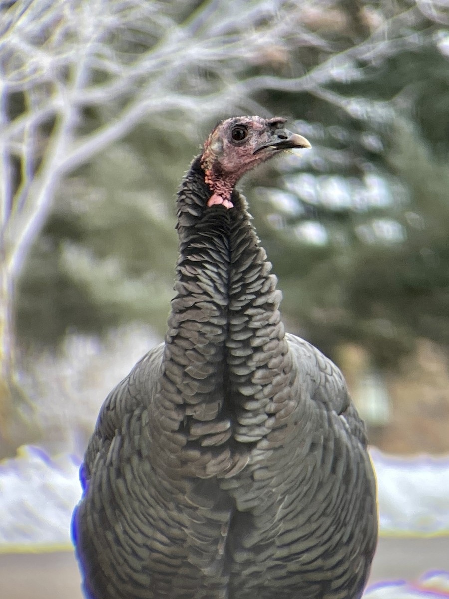 Wild Turkey - ML512016931