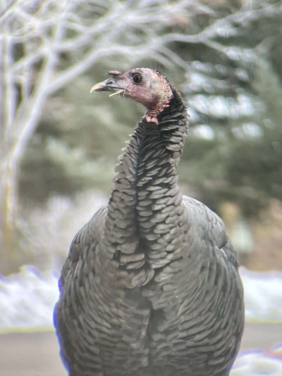 Wild Turkey - Catherine Clayton