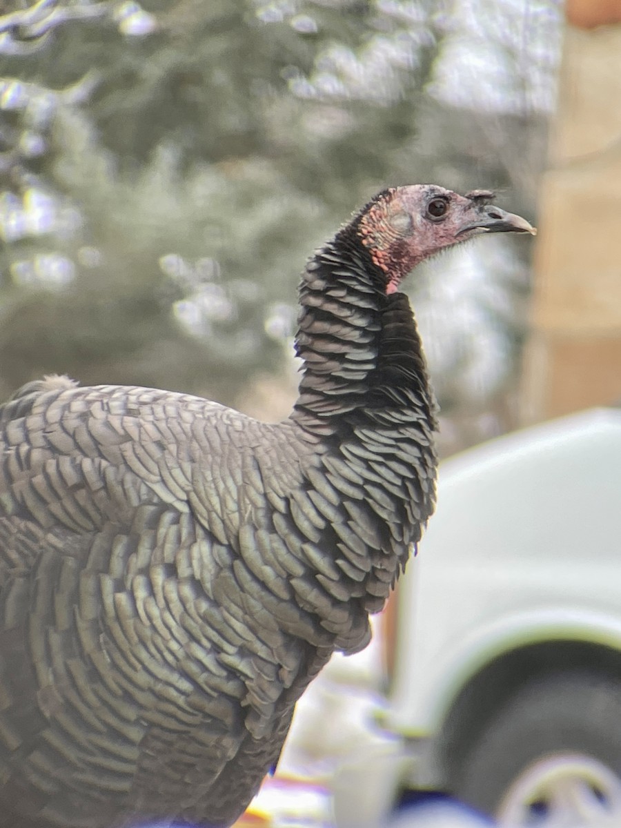 Wild Turkey - Catherine Clayton