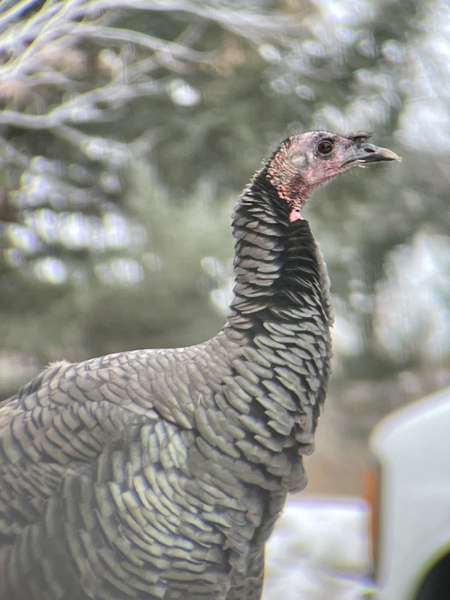 Wild Turkey - Catherine Clayton