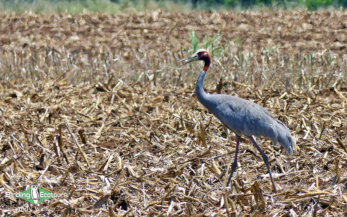 Sarus Turnası - ML512017071