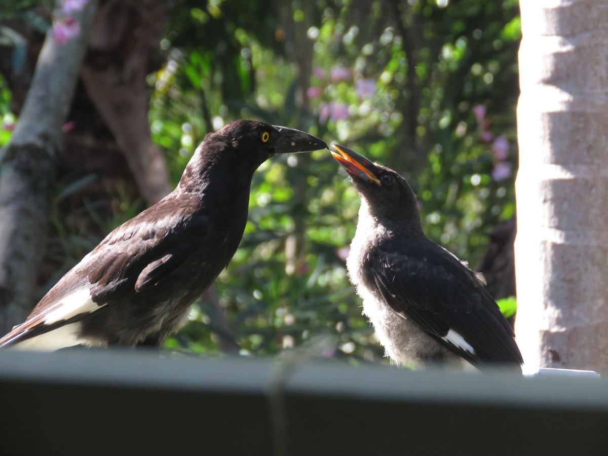 Pied Currawong - ML512017711