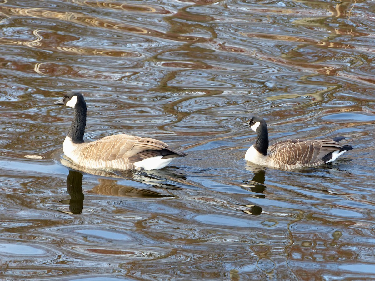 Canada Goose - ML51201851