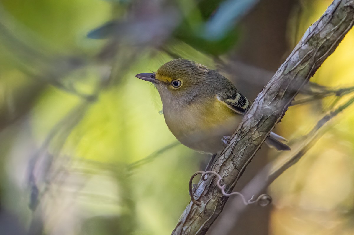 Ak Gözlü Vireo - ML512018661