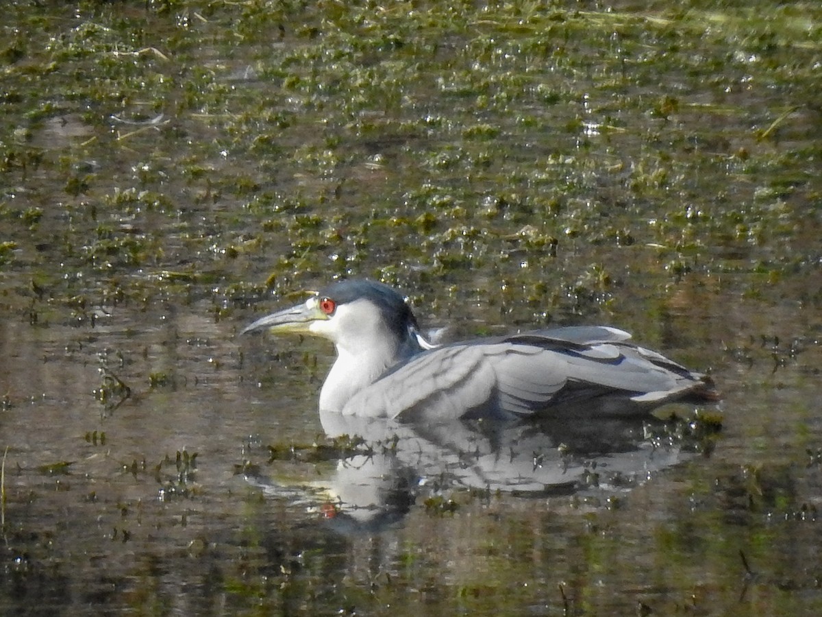 Black-crowned Night Heron - ML512020131