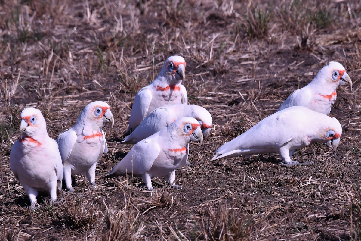 Long-billed Corella - ML512020761