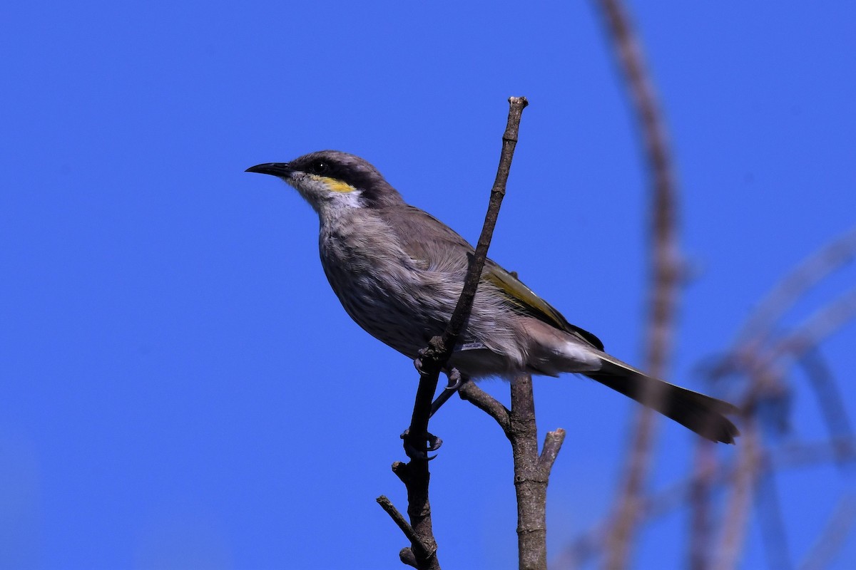 Singing Honeyeater - ML512020811
