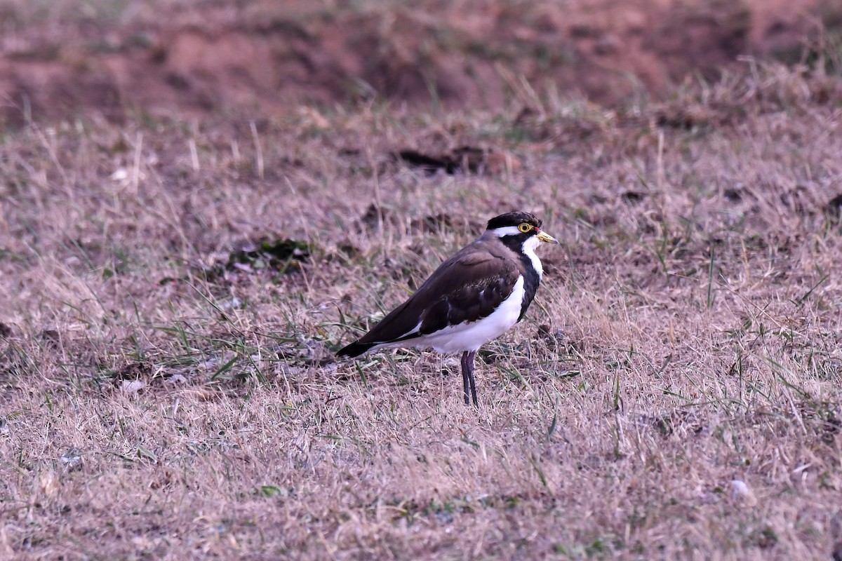ムナオビトサカゲリ - ML512021081