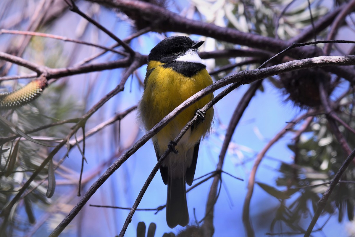 Golden Whistler - ML512021341