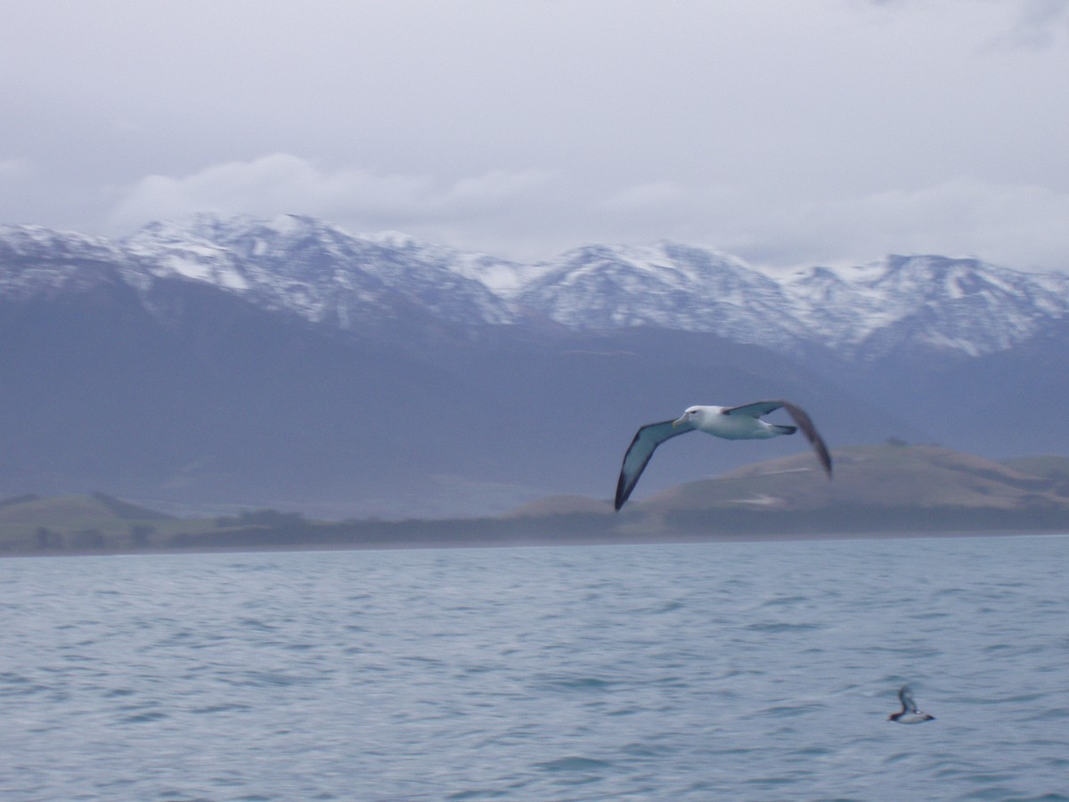 Salvin's Albatross - ML512023001