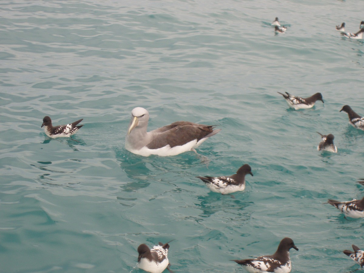 Salvin's Albatross - ML512023051