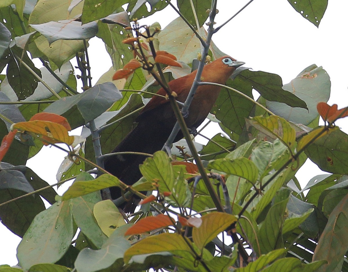 Raffles's Malkoha - ML512023261