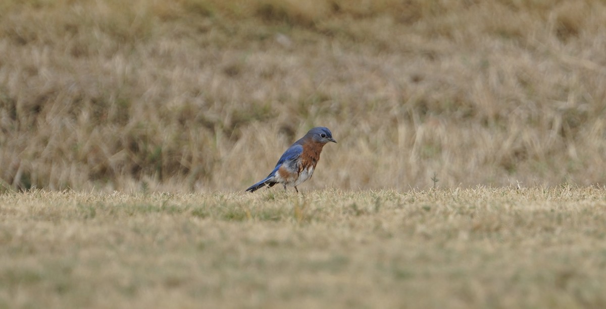 Eastern Bluebird - ML512023381