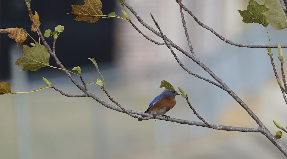 Eastern Bluebird - ML512023391