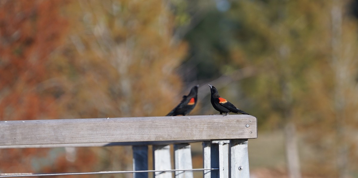 Red-winged Blackbird - ML512023491