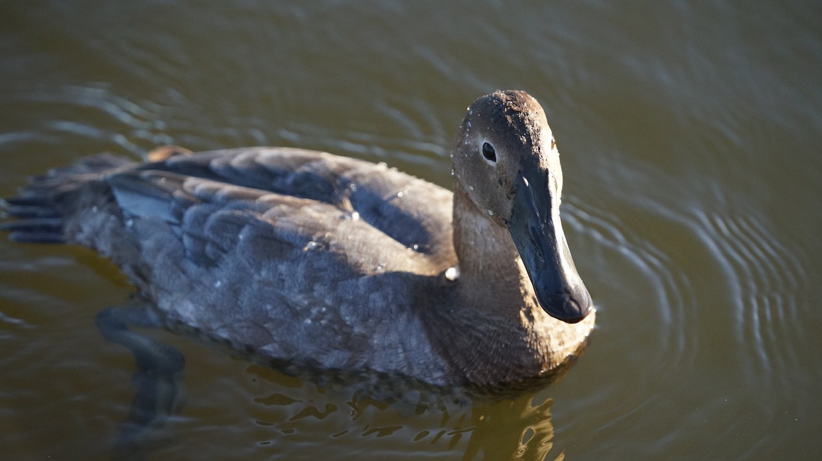 Canvasback - ML512023611