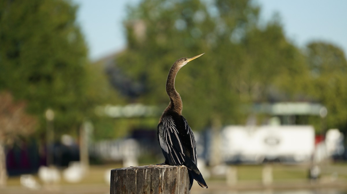 anhinga americká - ML512023711