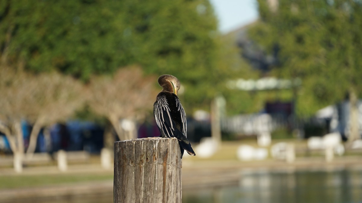 anhinga americká - ML512023721