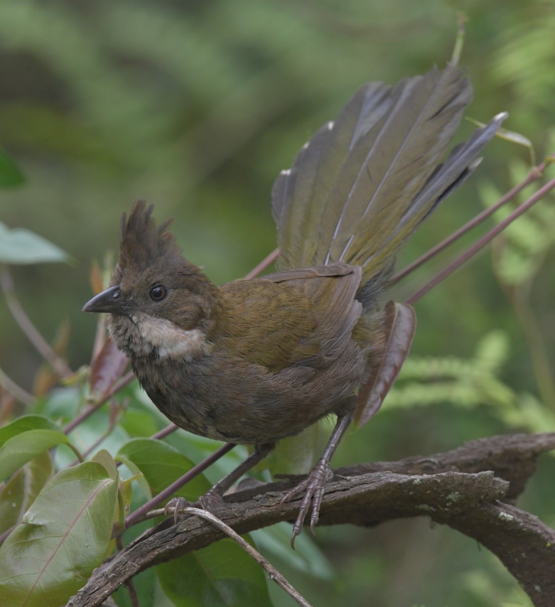 Eastern Whipbird - ML512023801