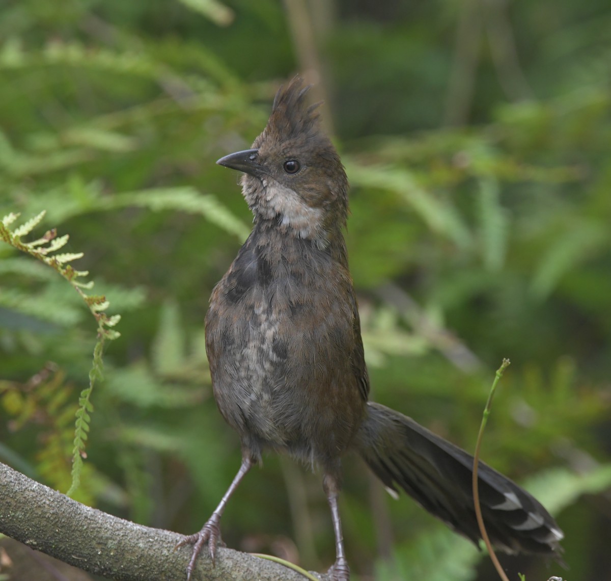 Eastern Whipbird - ML512023821