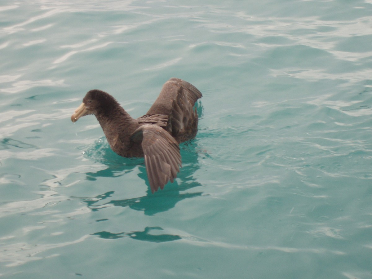 Northern Giant-Petrel - ML512024351