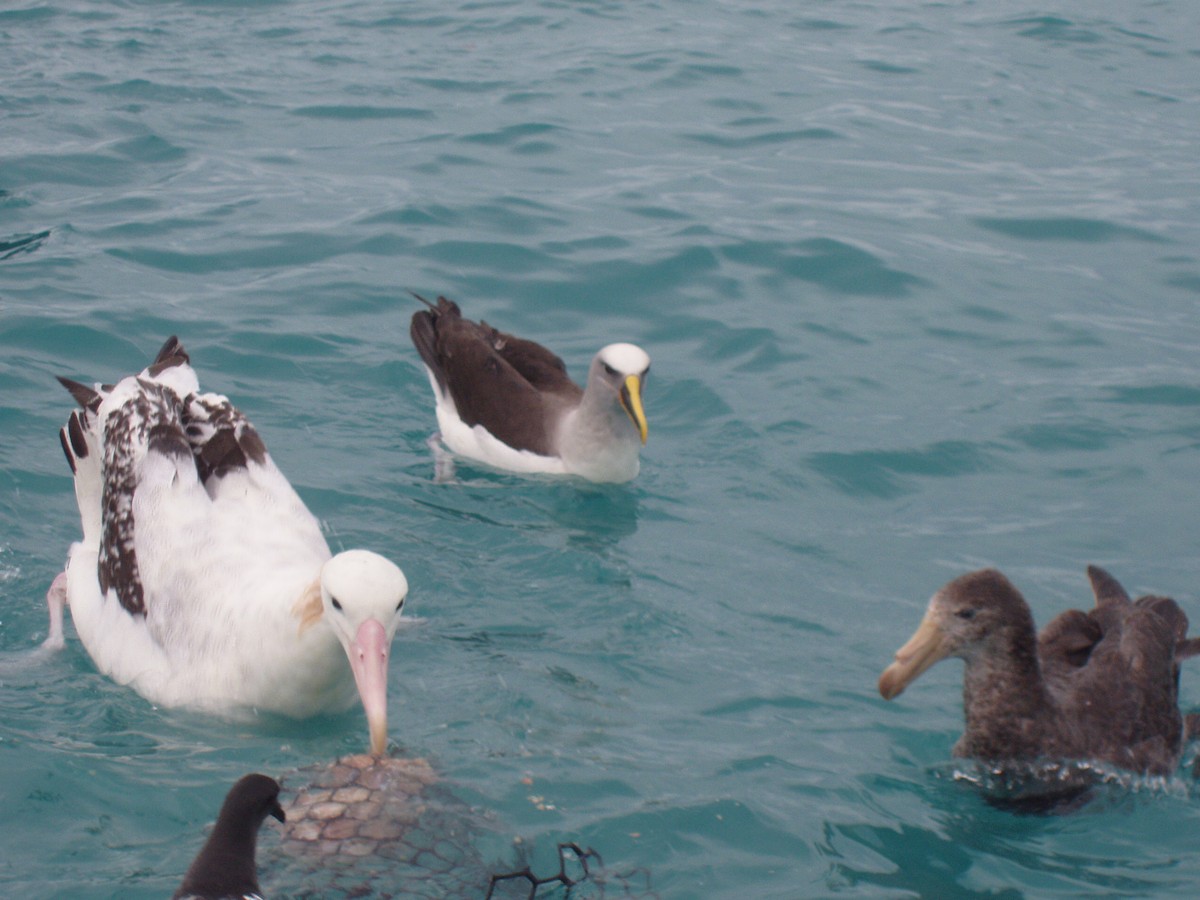 Northern Giant-Petrel - ML512024441