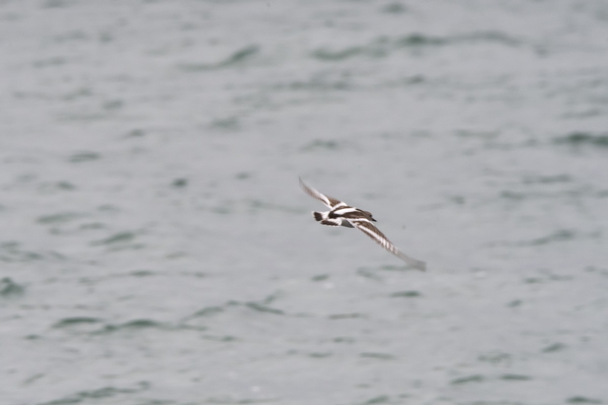 Ruddy Turnstone - Owen  Lawton