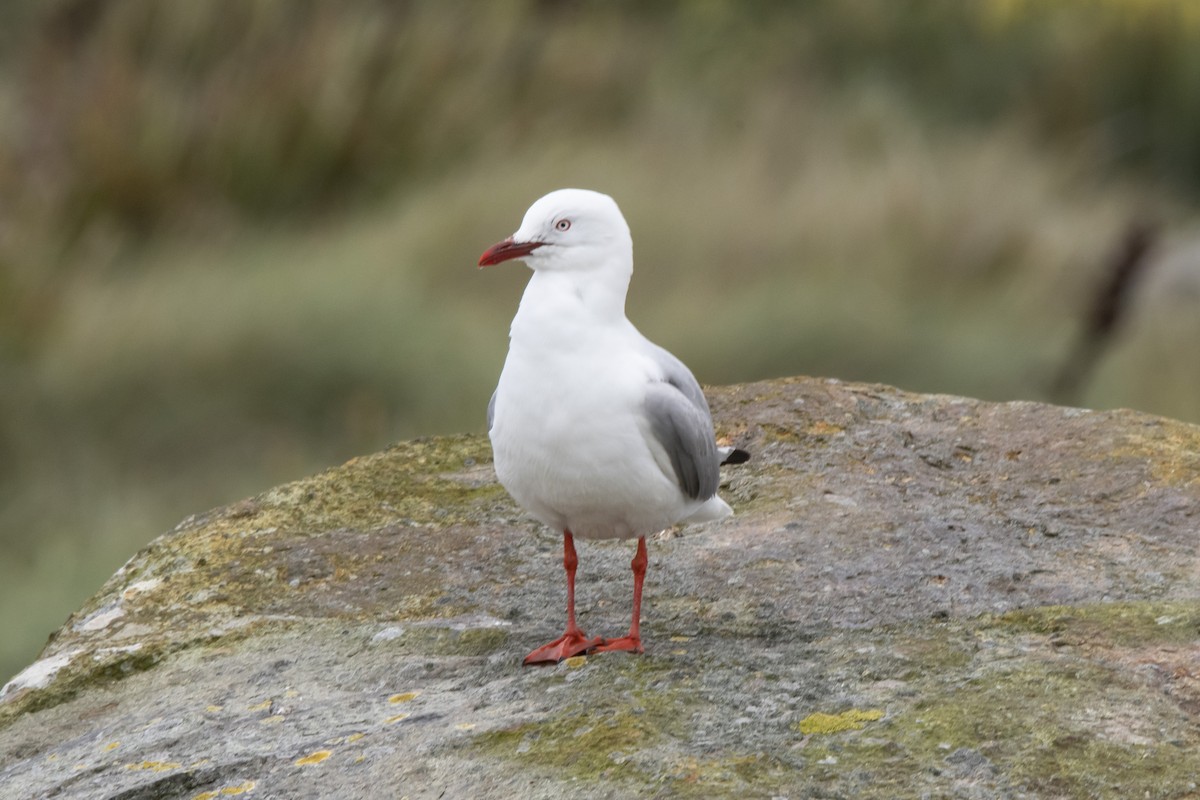 Silver Gull - Owen  Lawton