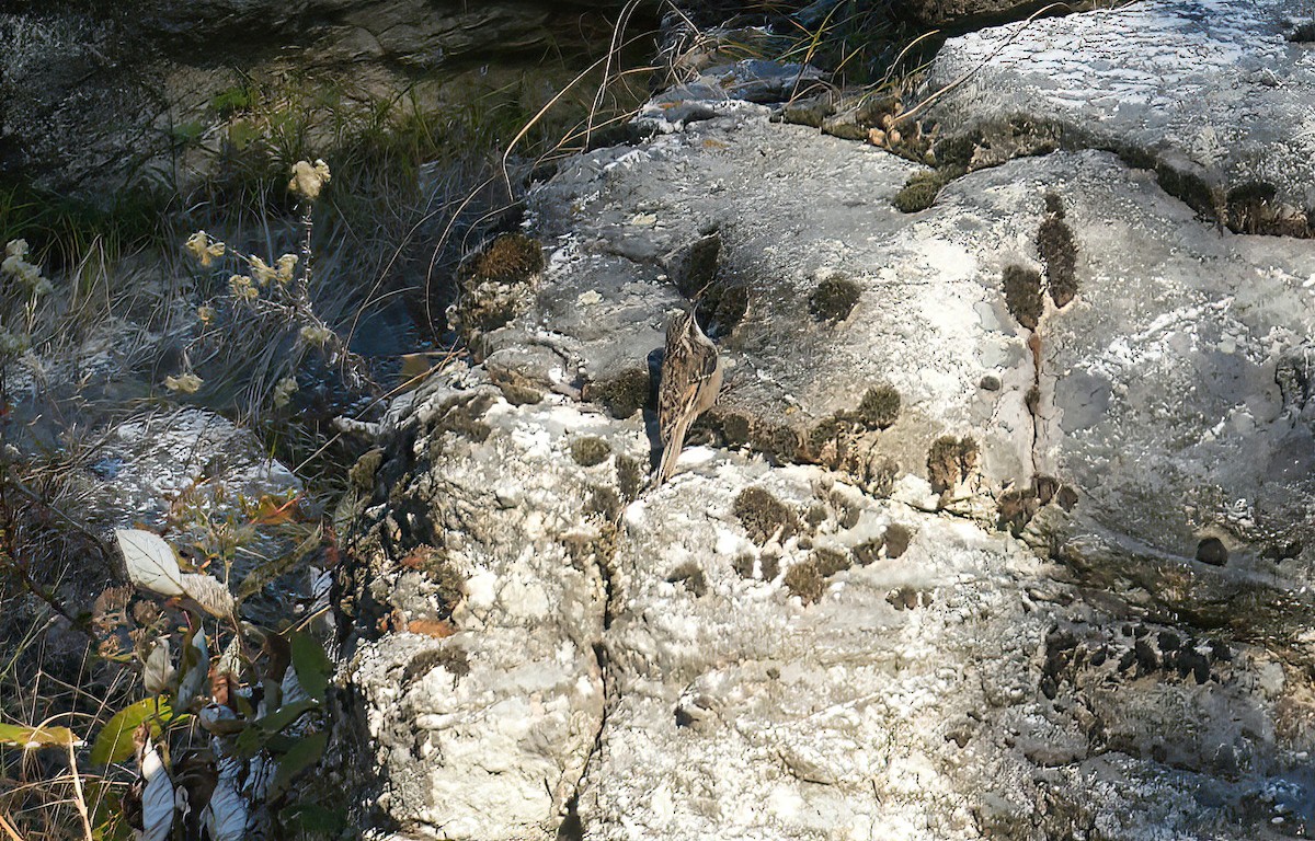 Hodgson's Treecreeper - ML512025951