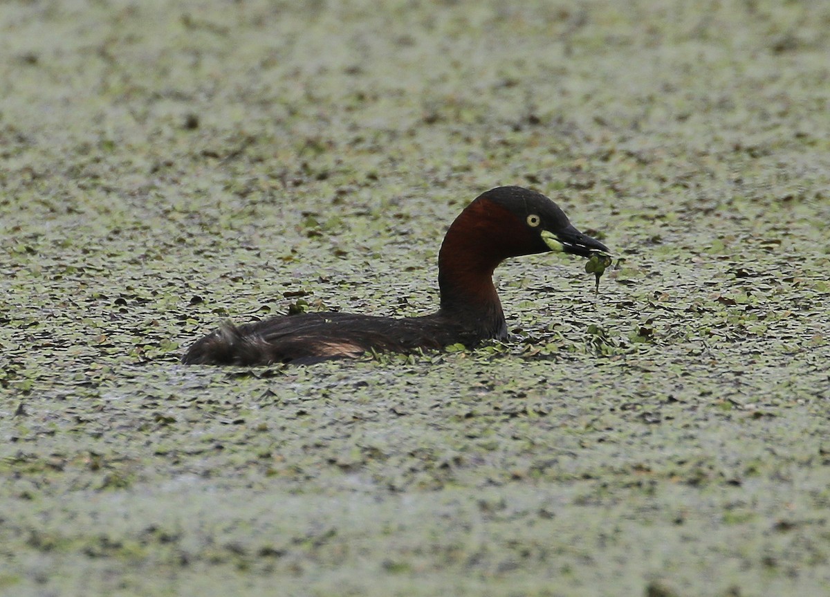 Little Grebe - ML512025991