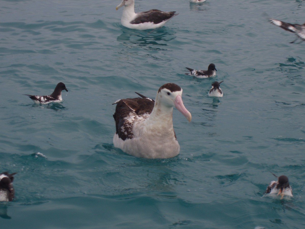 Antipodean Albatross (antipodensis) - ML512026761