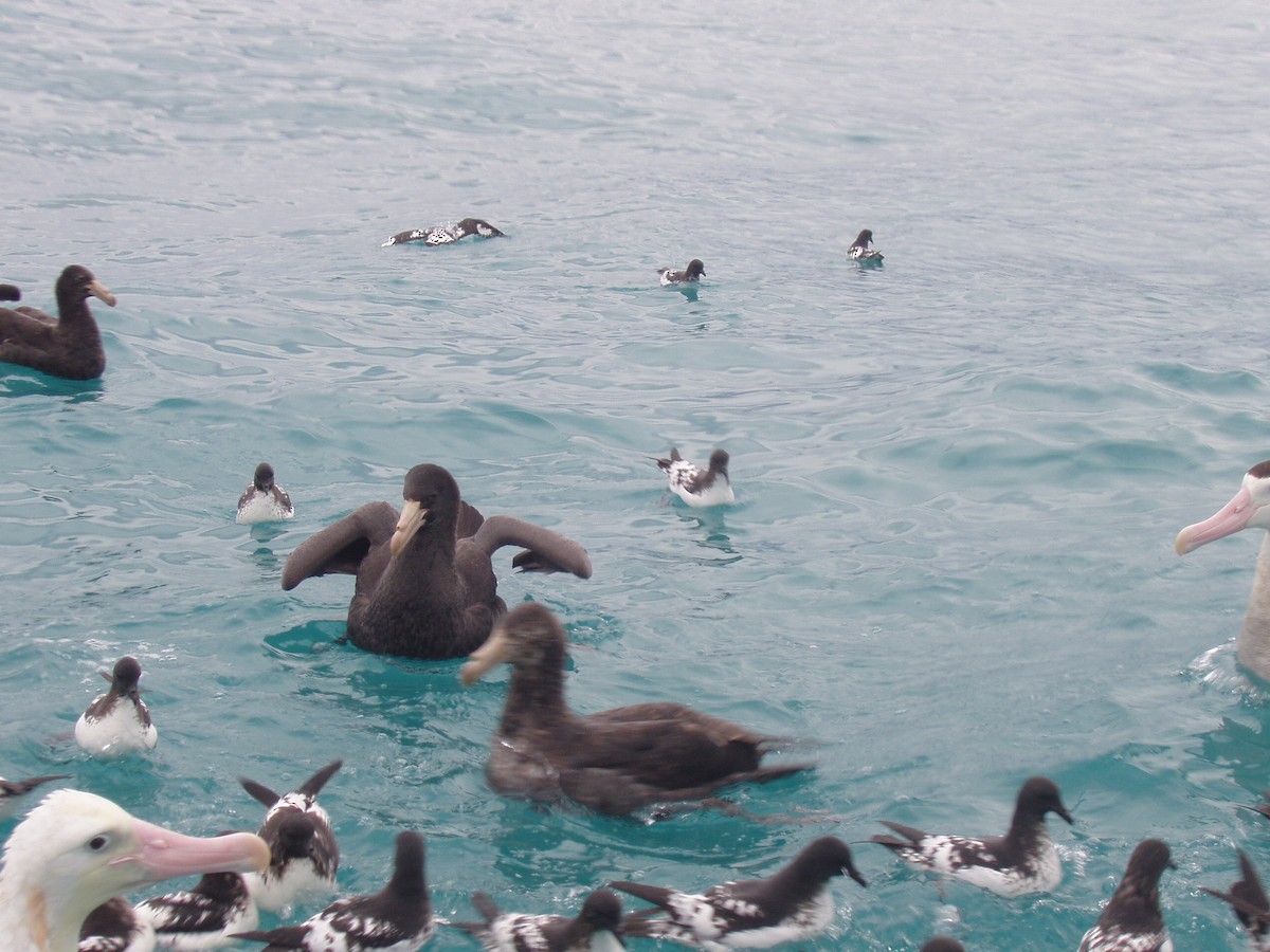 Antipodean Albatross (New Zealand) - ML512026791