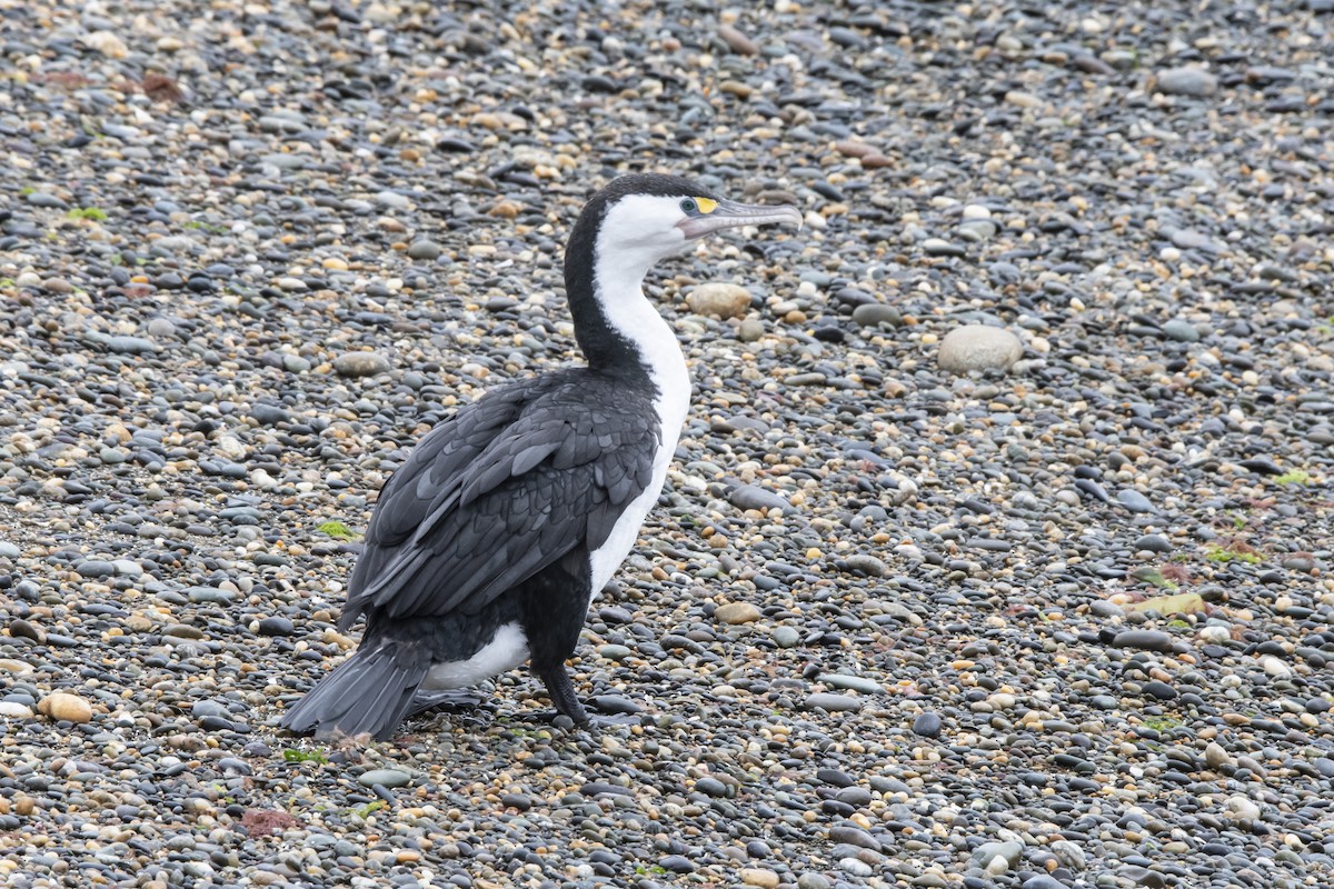 Pied Cormorant - ML512027461