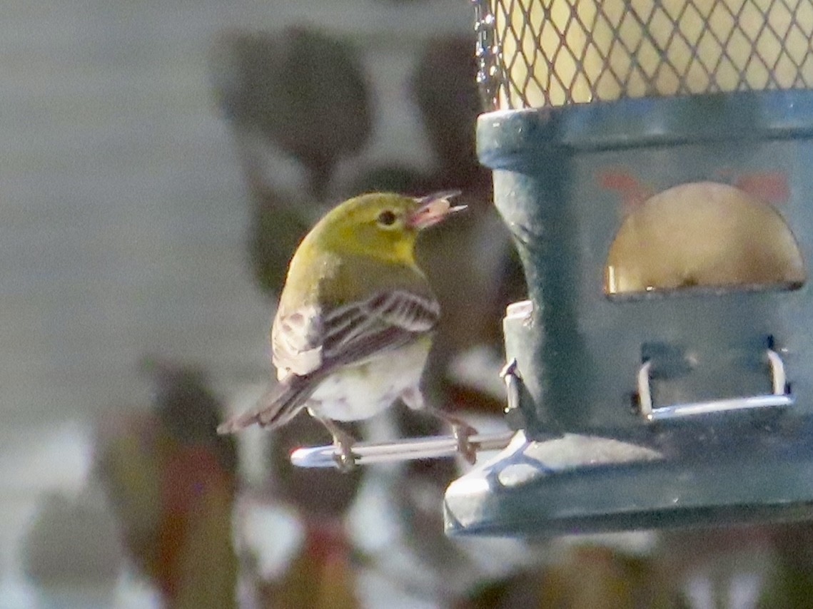 Pine Warbler - Art Hudak