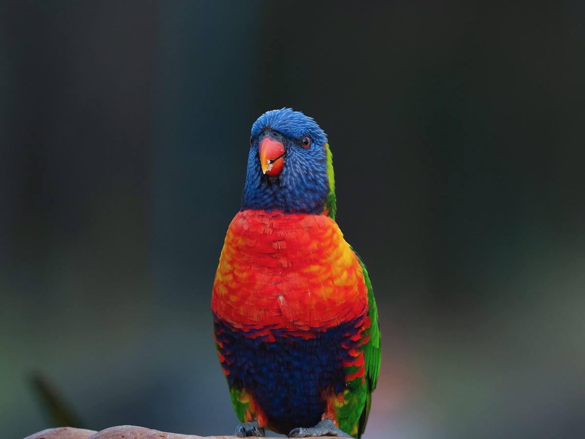 Rainbow Lorikeet - ML512028721