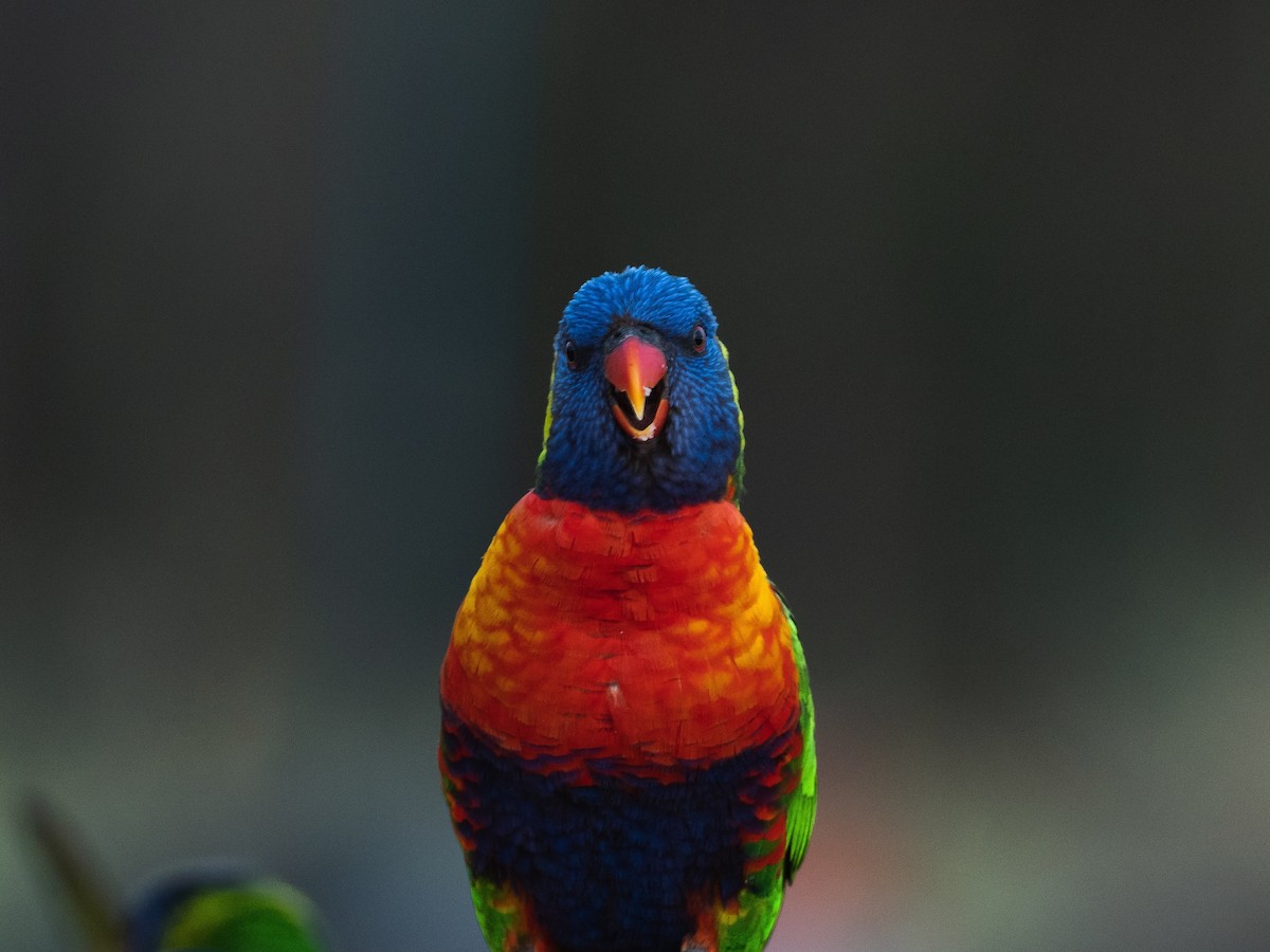 Rainbow Lorikeet - ML512028731