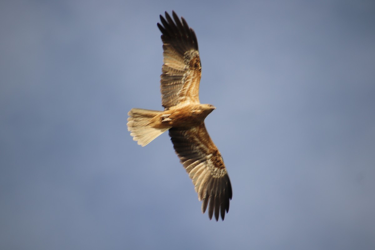 Whistling Kite - ML512030671