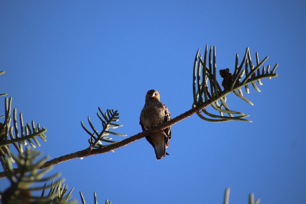 Whistling Kite - ML512030681