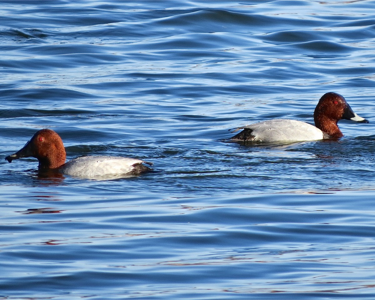 Common Pochard - Erkki Lehtovirta