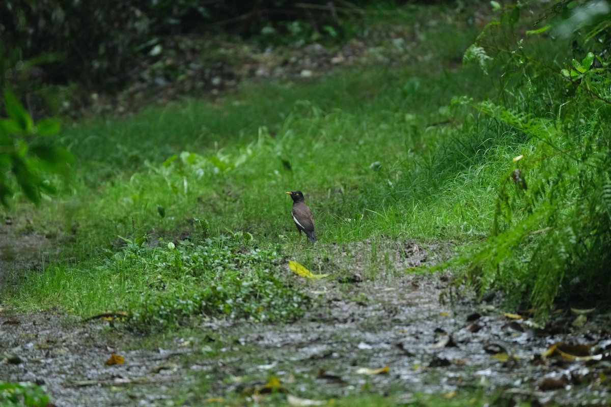 Common Myna - Sam Huntress