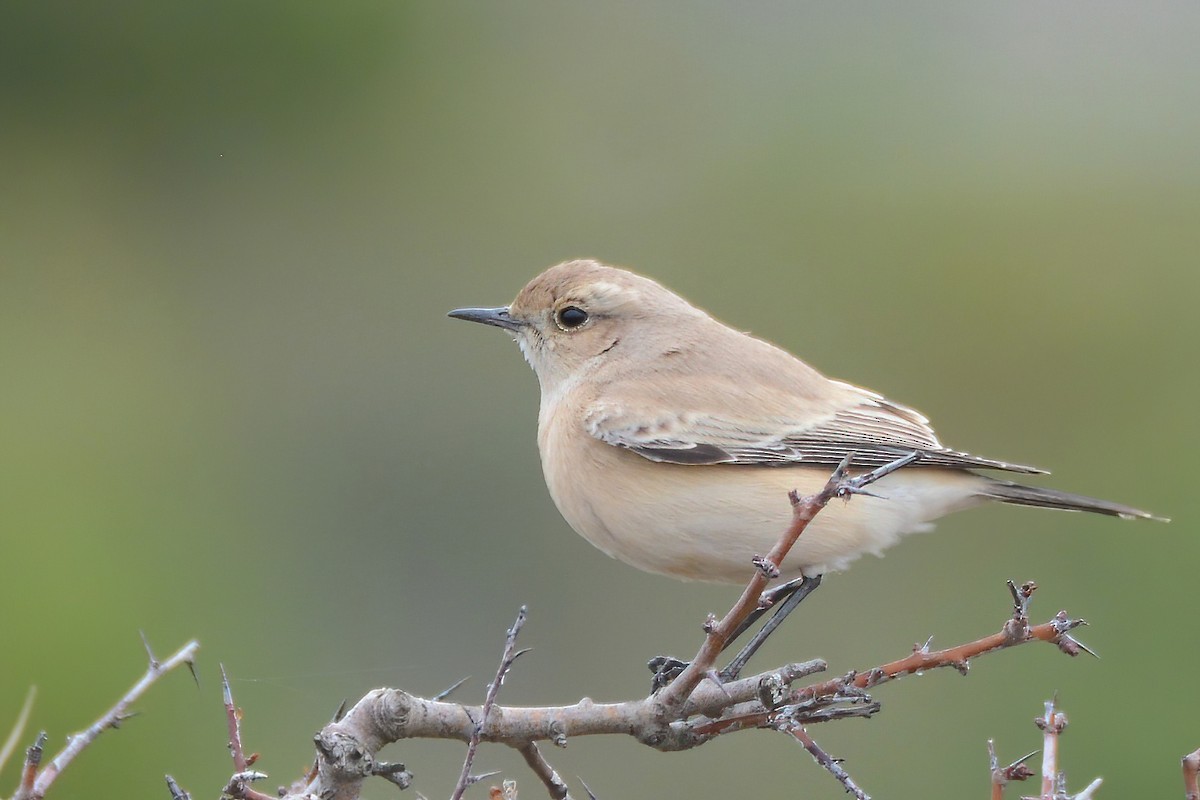 Desert Wheatear - ML512035661