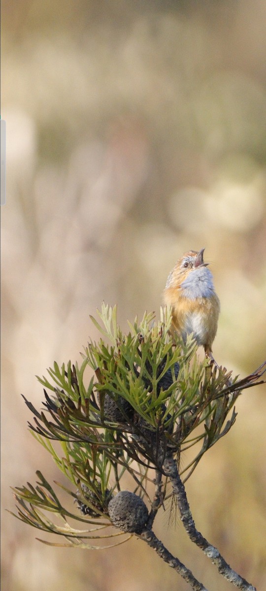 Southern Emuwren - ML512038741